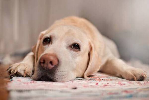 Estresse pode causar distúrbios digestivos em cães