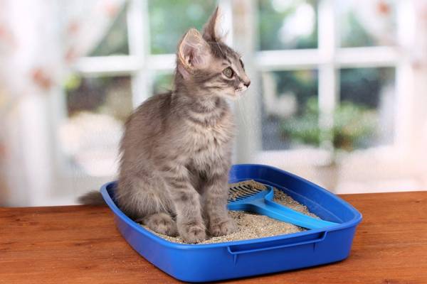 caixa de areia gato