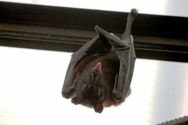 morcego-pixabay