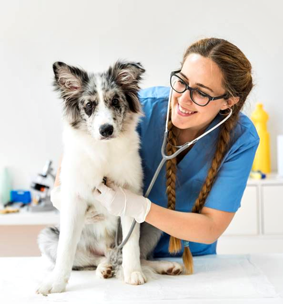 veterinaria com cachorro