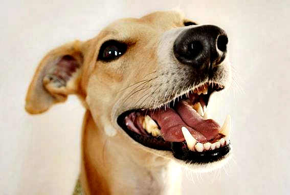 Seu cachorro está com tártaro nos dentes? Veterinário explica como resolver