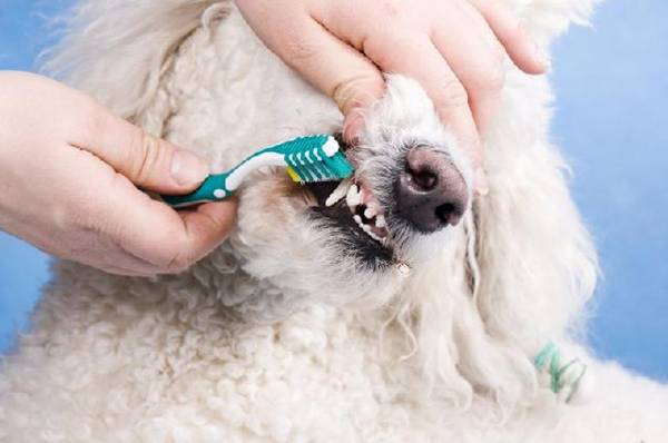 cachorro-dentes-escova