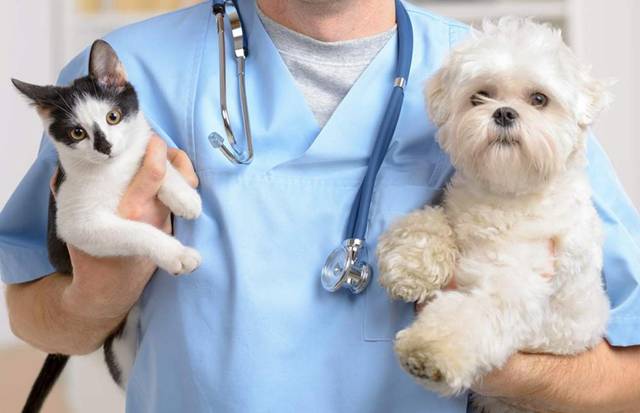 Cardiologista fala da importância da prevenção e diagnóstico precoce de doenças cardíacas em pets