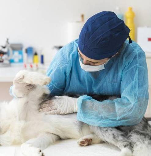 Novidades no tratamento às dores e inflamações causadas pela osteoartrite em cães e gatos