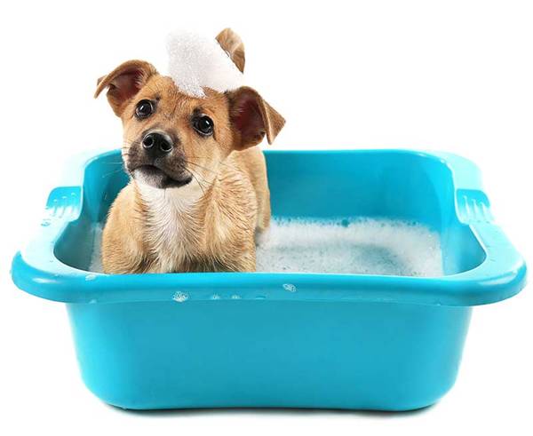 filhote cachorro tomando banho