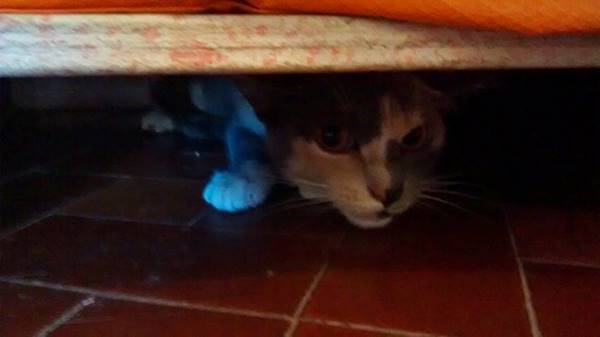 ROSE escondida gato escondido