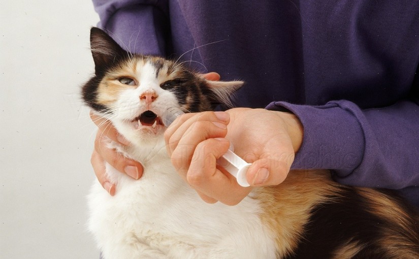 Como dar remédio ao animal de estimação: confira dicas de veterinárias