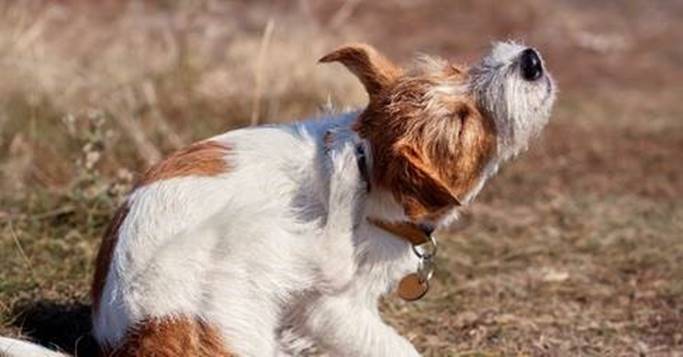 Dermatite atópica em cães: conheça sintomas, diagnóstico, tratamento e agravantes