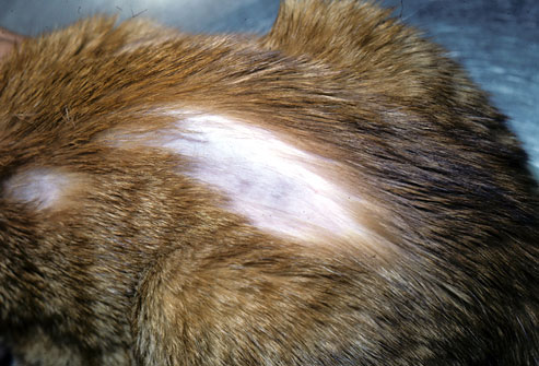 cornell_photo_of_feline_alopecia