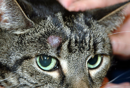cornell_photo_of_feline_tumor