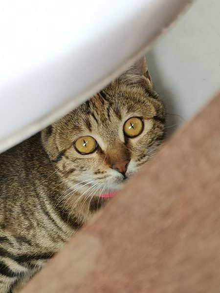 gato escondido medo mIng24 por Pixabay