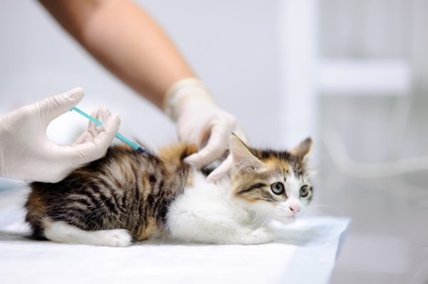 veterinario-dando-injecao-para vacina gato freepik