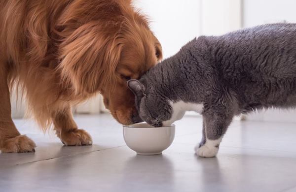 É possível melhorar a imunidade dos pets com uma boa nutrição