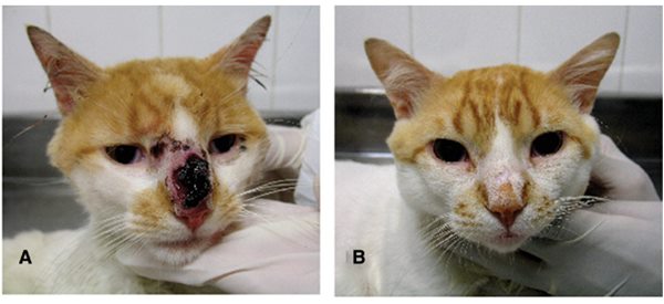Esporotricose: saiba como proteger seu gato de doença infecciosa que pode ser transmitida para humanos