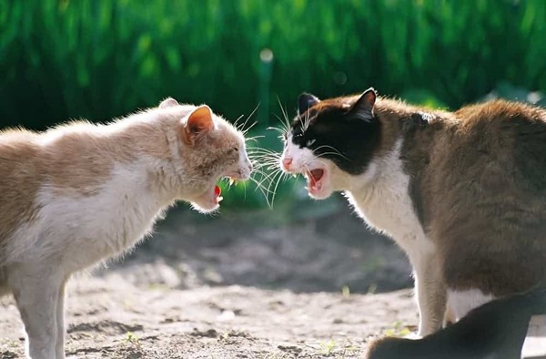 Conflito entre gatos: como evitar?