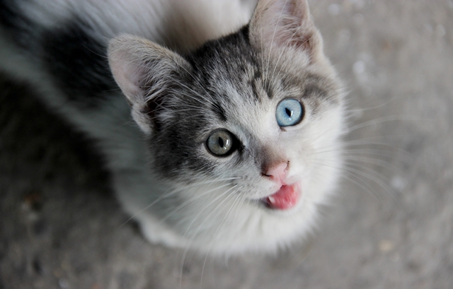 Hoje é o Dia Mundial do Gato: conheça os cuidados básicos para manter a saúde do bichano em dia