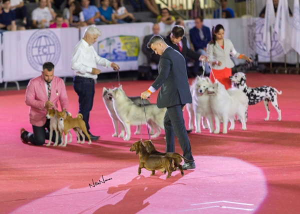 Megaexposição traz 4.000 cães de 50 países a São Paulo
