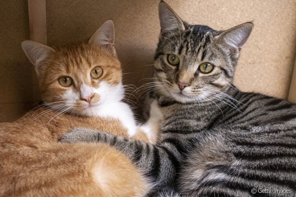Dia do Gato: veterinário do CEUB dá dicas de como preservar a saúde dos felinos de estimação