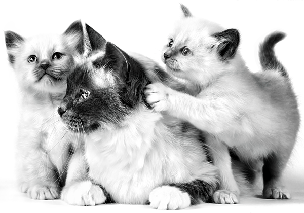 Dia Mundial do Gato: 5 curiosidades sobre os felinos