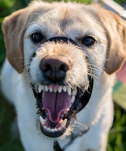 Agressividade e reatividade em cães: entenda se há diferença e saiba o que fazer para melhorar