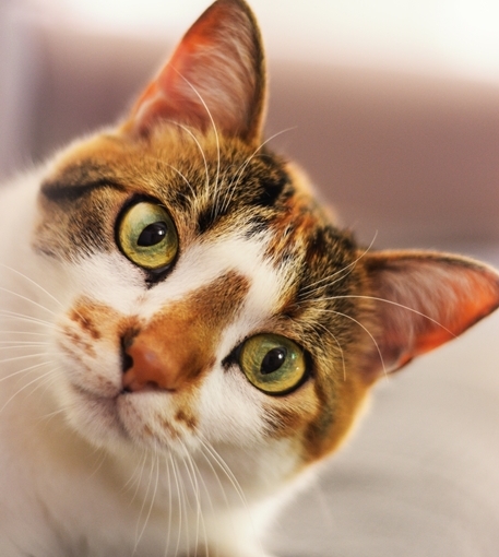 Estresse felino – como ele prejudica a saúde do pet?